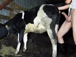 Мужик неумело занялся сексом с коровой в сельском зоо