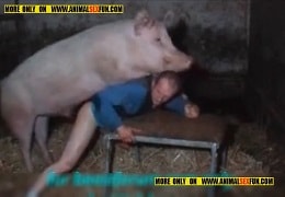 В любительском зоопорно свинья трахает мужика в анал